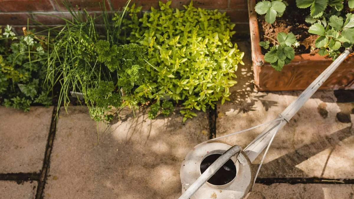 Kräuter für den Schatten: Diese sechs Sorten wachsen auch ohne viel Sonne