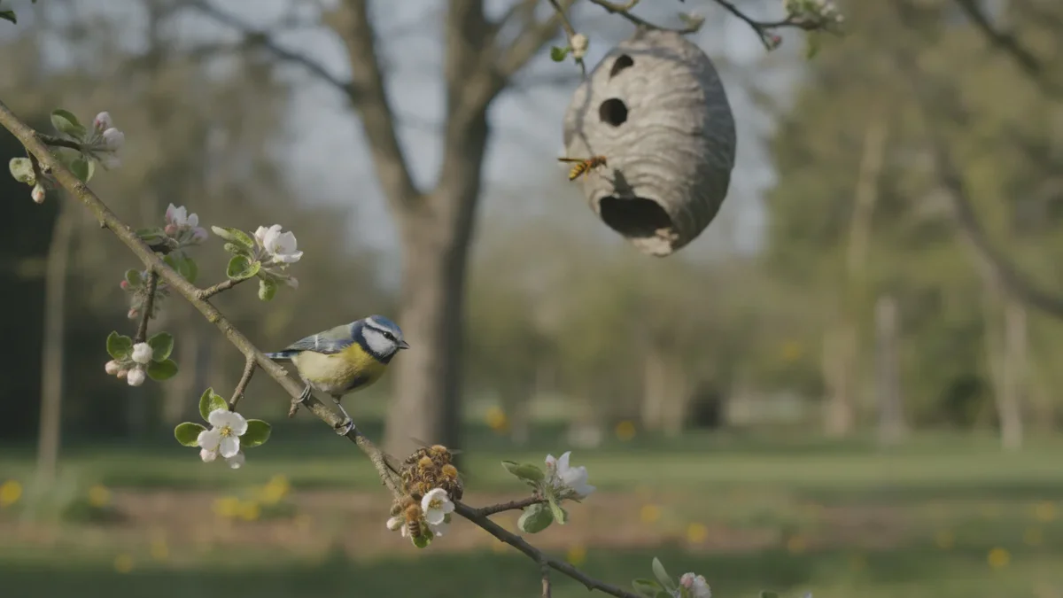 Dieser kleine Gartenvogel ist ein überraschender Verbündeter gegen die Asiatische Hornisse