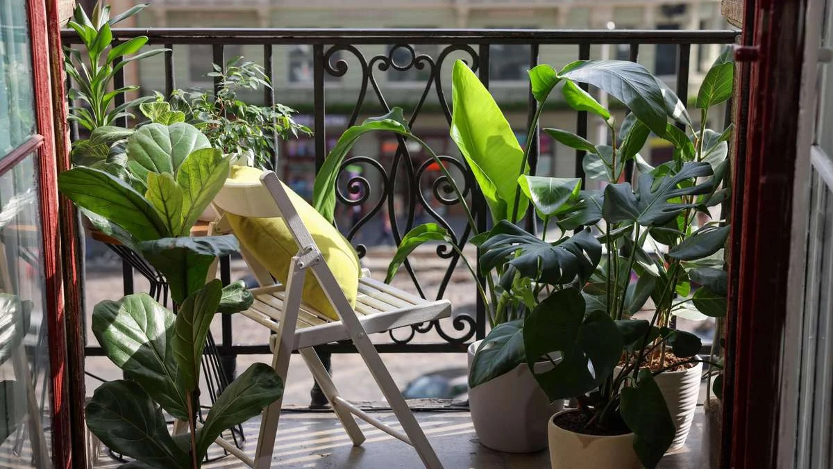 Beeindruckende Kübelpflanzen: ab 5,99 € im Sale bei BALDUR-Garten