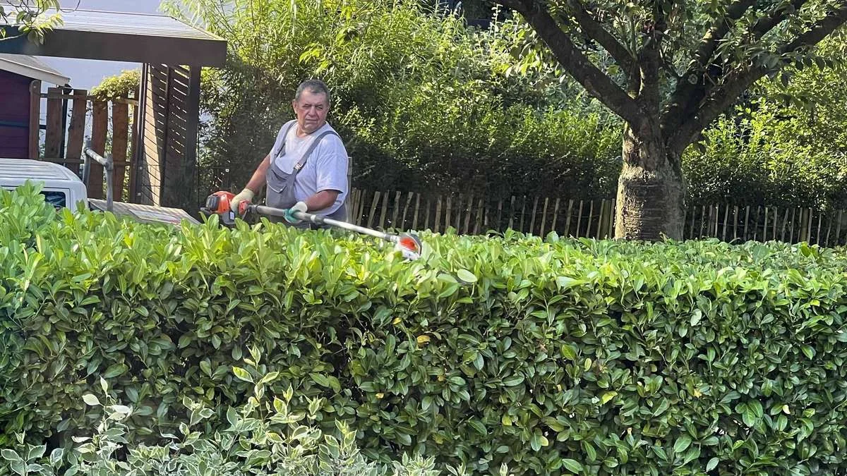 Hecke schneiden im Juli: Anleitung für den gelungenen Sommerschnitt