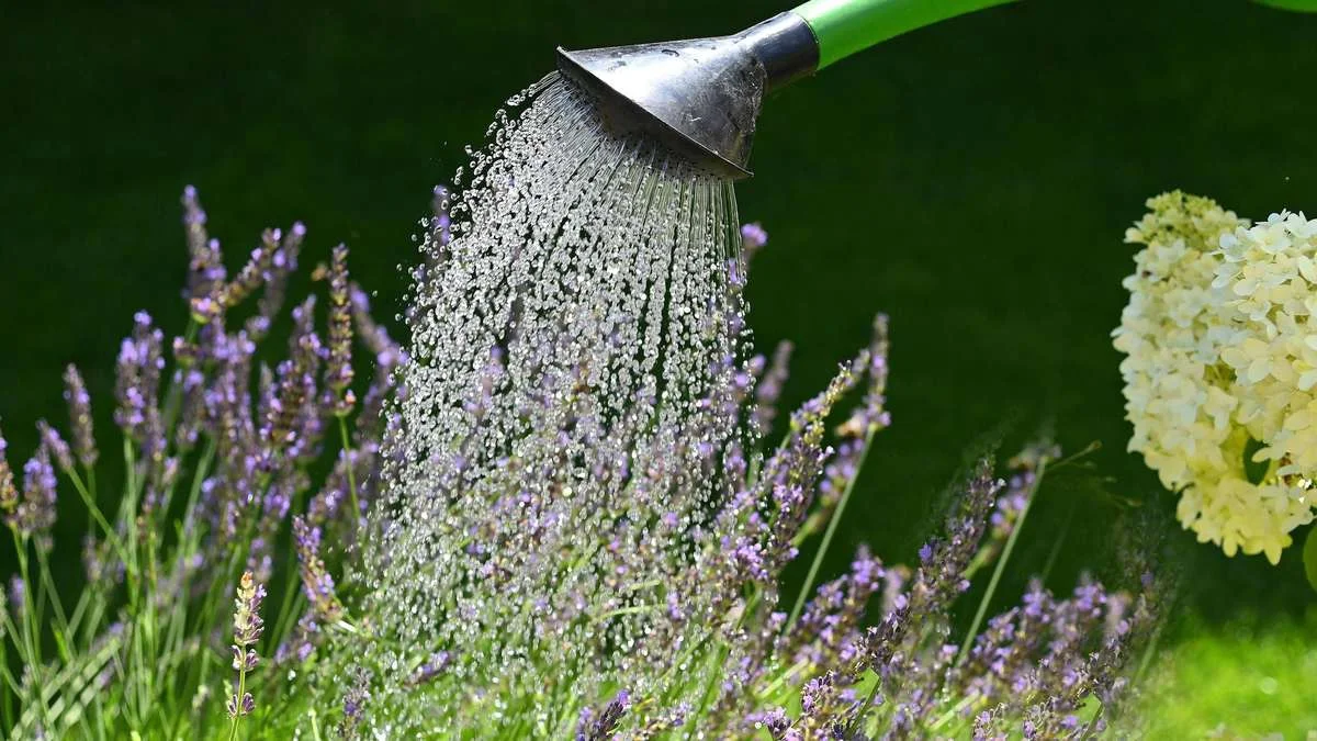 Wasserverbot in München und anderen Städten: Diese Regeln gelten für Garten und Balkon